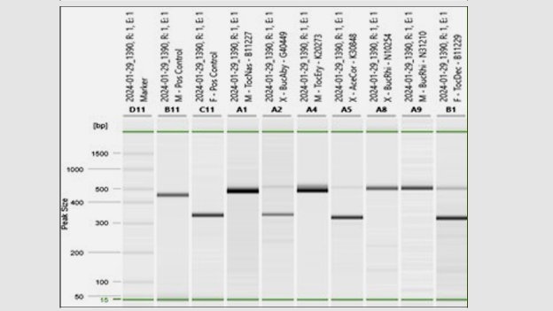 Mozer Analyse Eines Geschlechtsmarkers Für Nashornvögel _x _ Unbekanntes Geschlecht _m _ Männlicher Vogel _f _ Weiblicher Vogel_