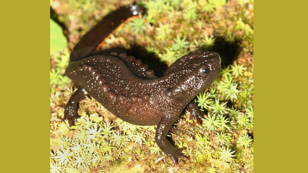 Mozer Vietnamesische Salamander