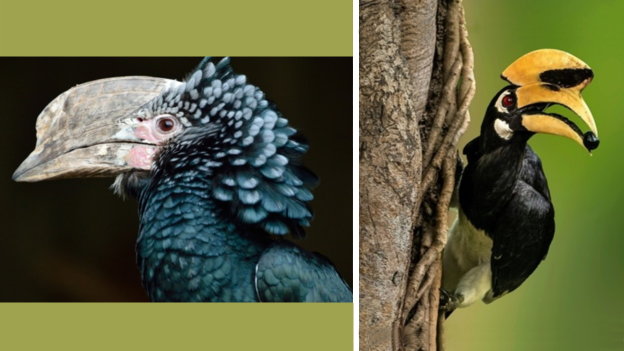 Links Silberwangen Hornvogel Rechts Doppelhorn Vogel